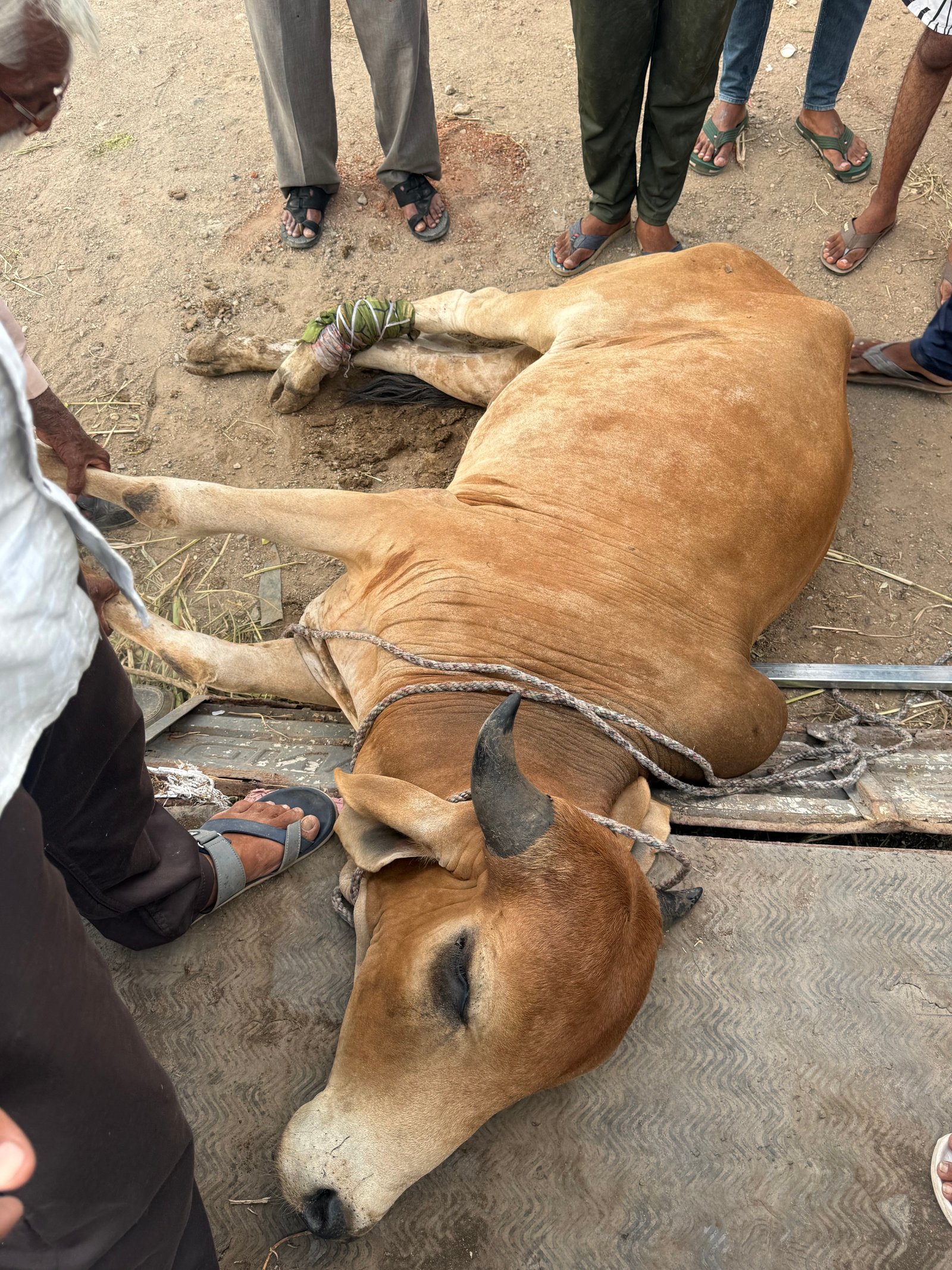 અમારી ગૌશાળા અને ગૌસેવા