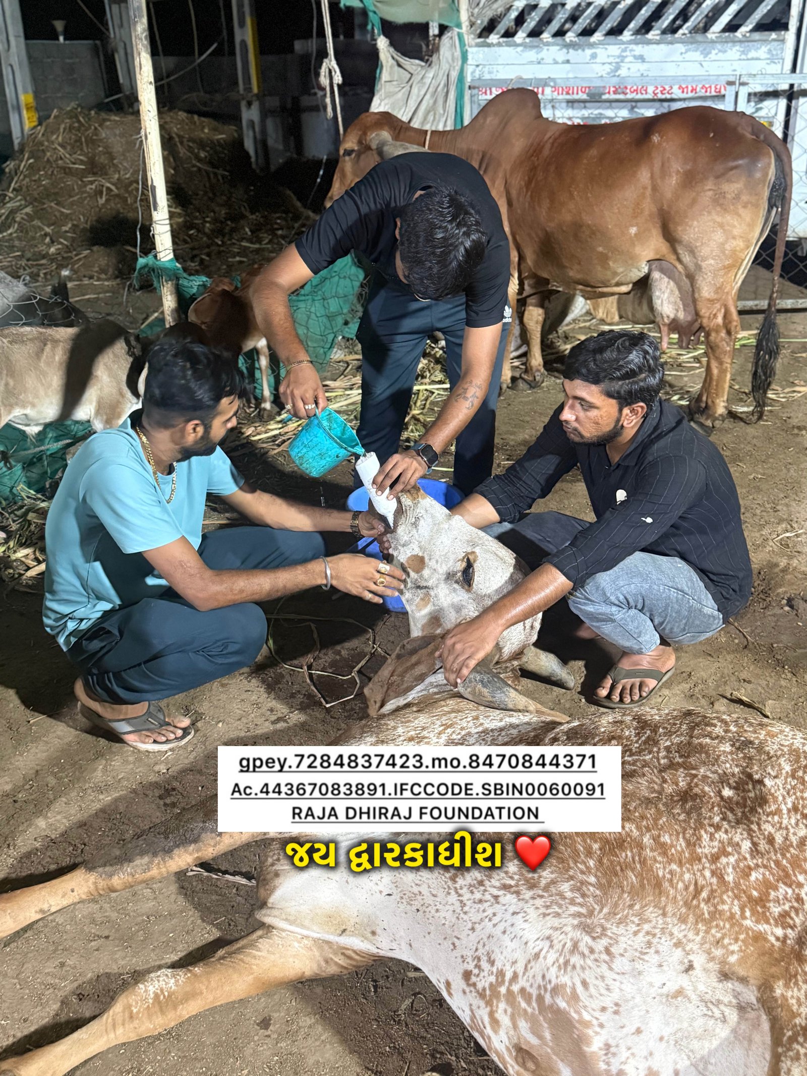 અમારી ગૌશાળા અને ગૌસેવા