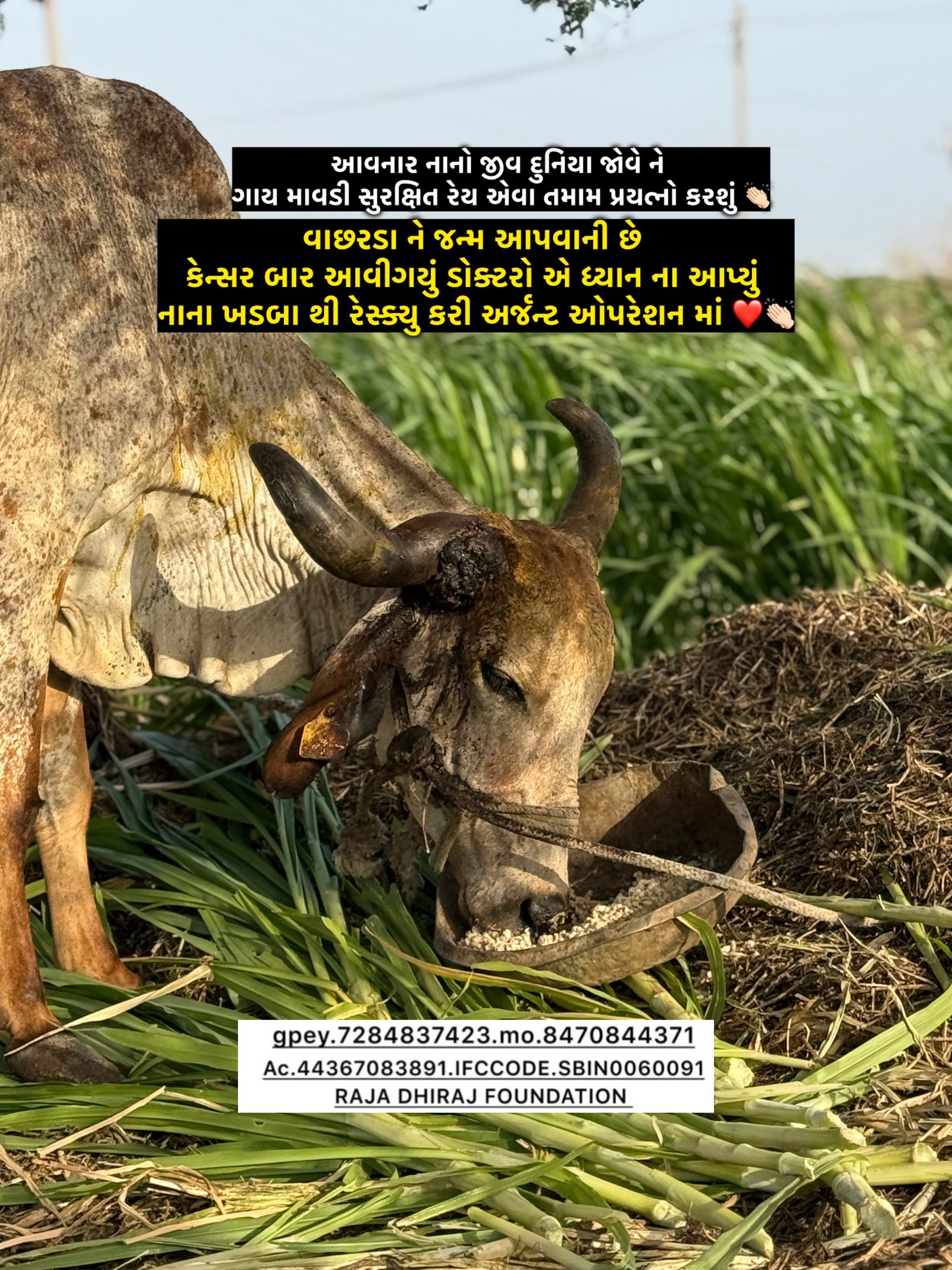 અમારી ગૌશાળા અને ગૌસેવા