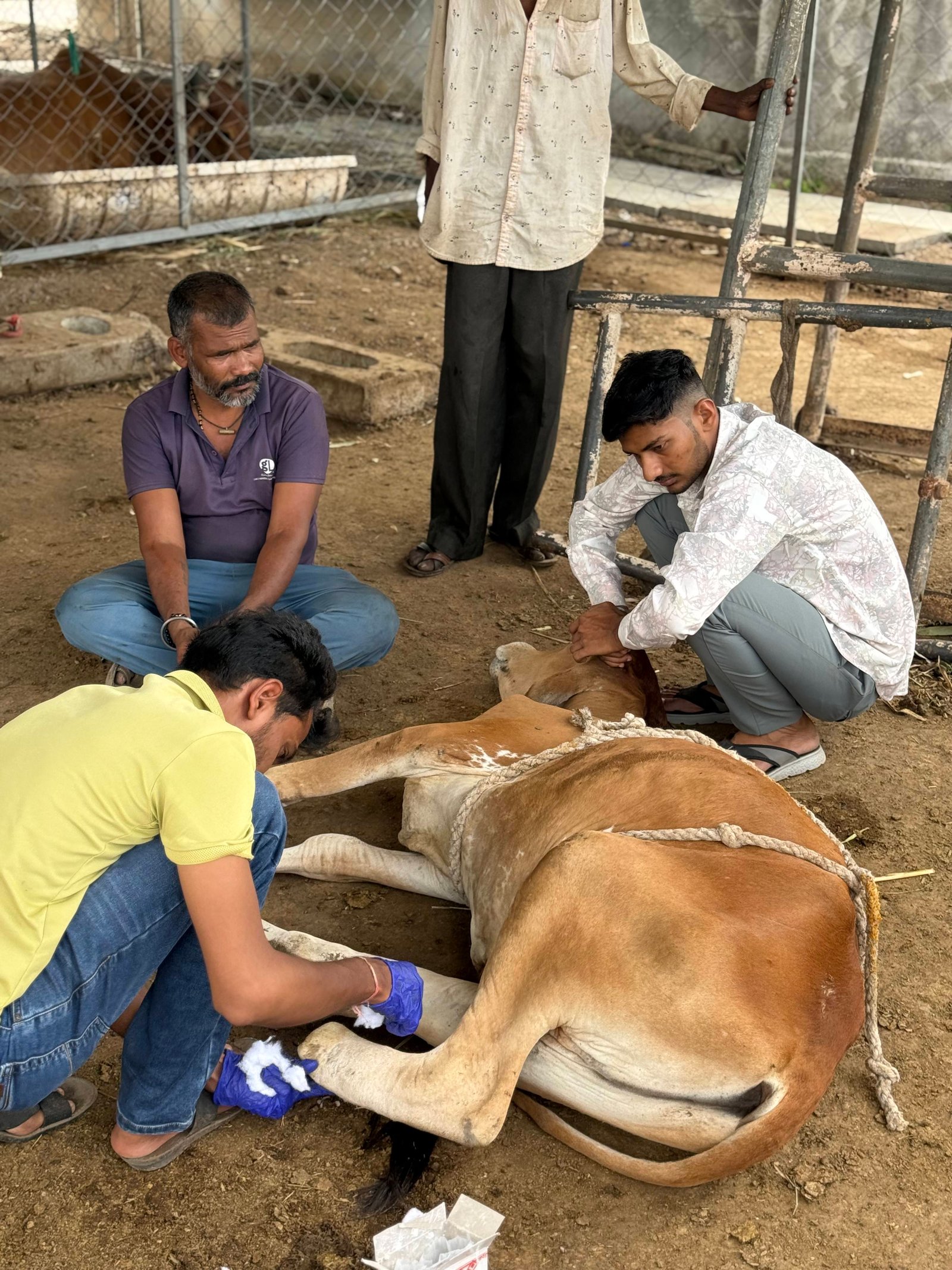 અમારી ગૌશાળા અને ગૌસેવા