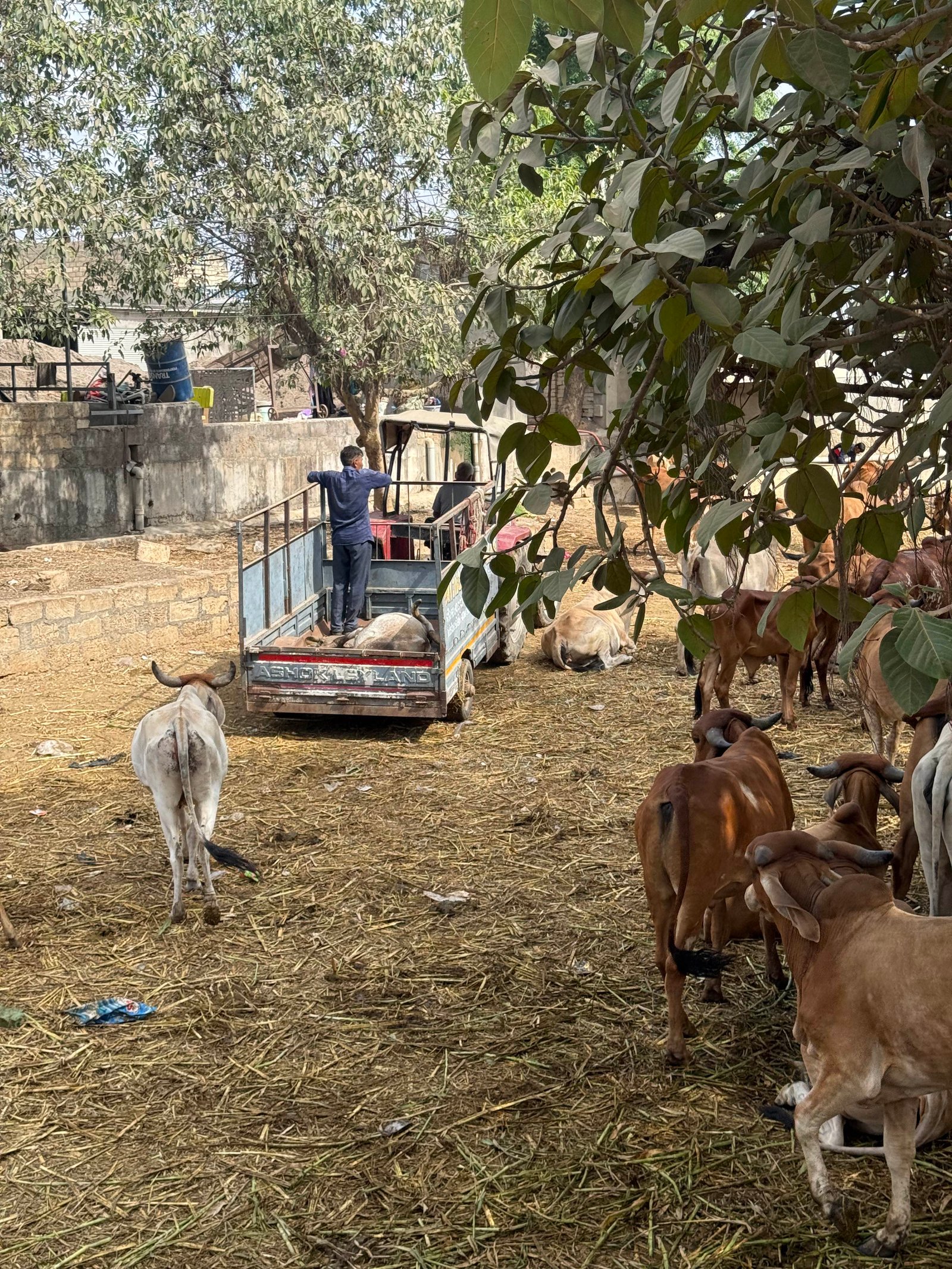 અમારી ગૌશાળા અને ગૌસેવા