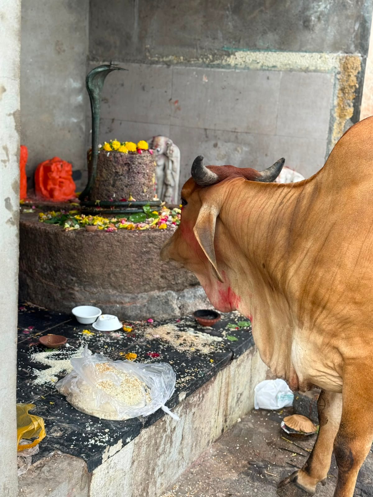અમારી ગૌશાળા અને ગૌસેવા