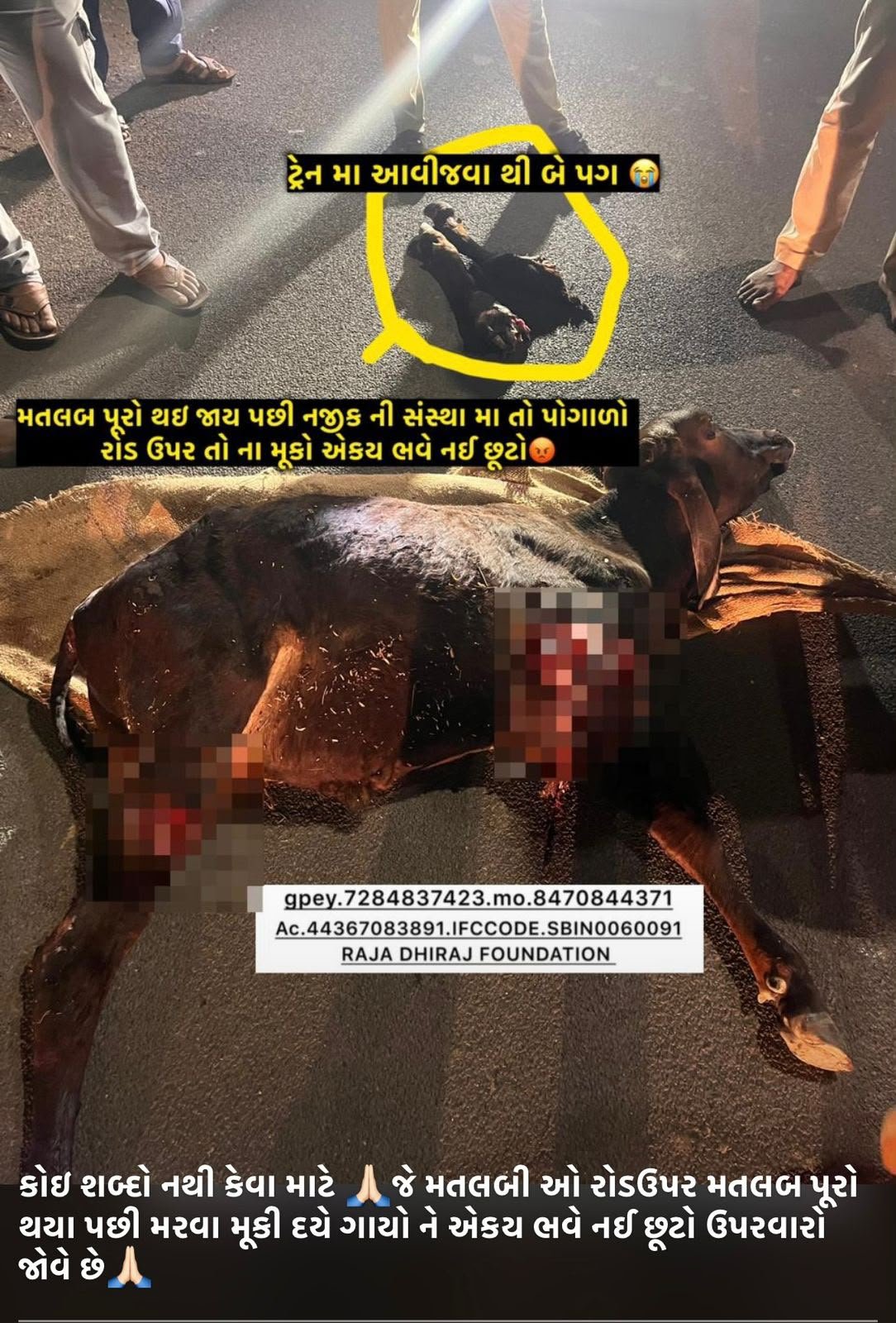 અમારી ગૌશાળા અને ગૌસેવા