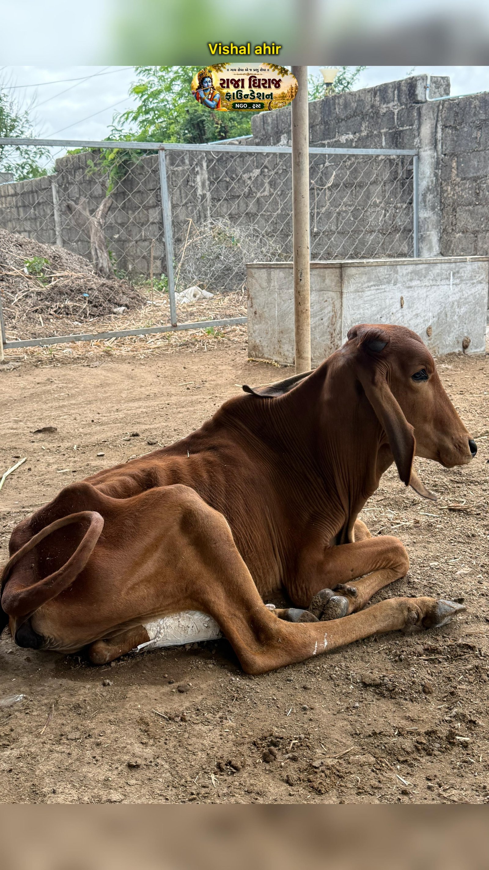 અમારી ગૌશાળા અને ગૌસેવા