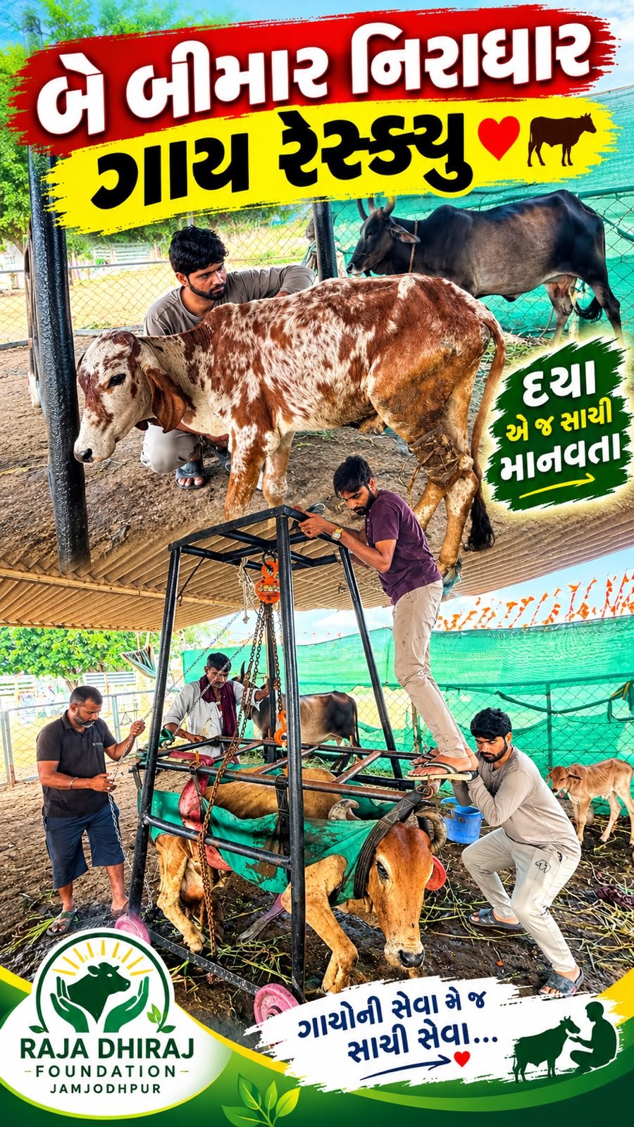 ગાય માતા ની સેવા | રેસ્ક્યું